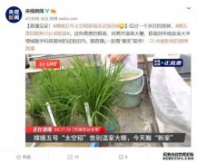 嫦娥五号 “太空稻”告别温室大棚，今日移栽试验田